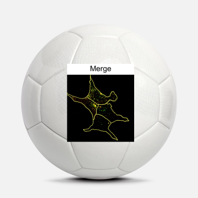 Custom Soccer Ball