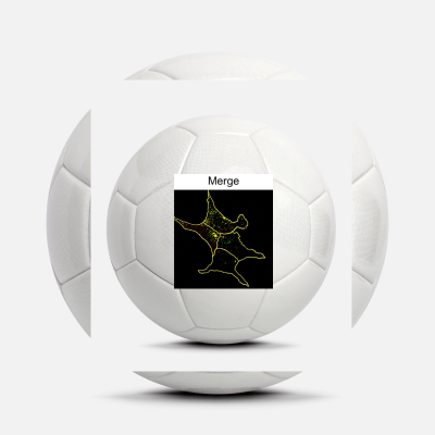 Custom Soccer Ball